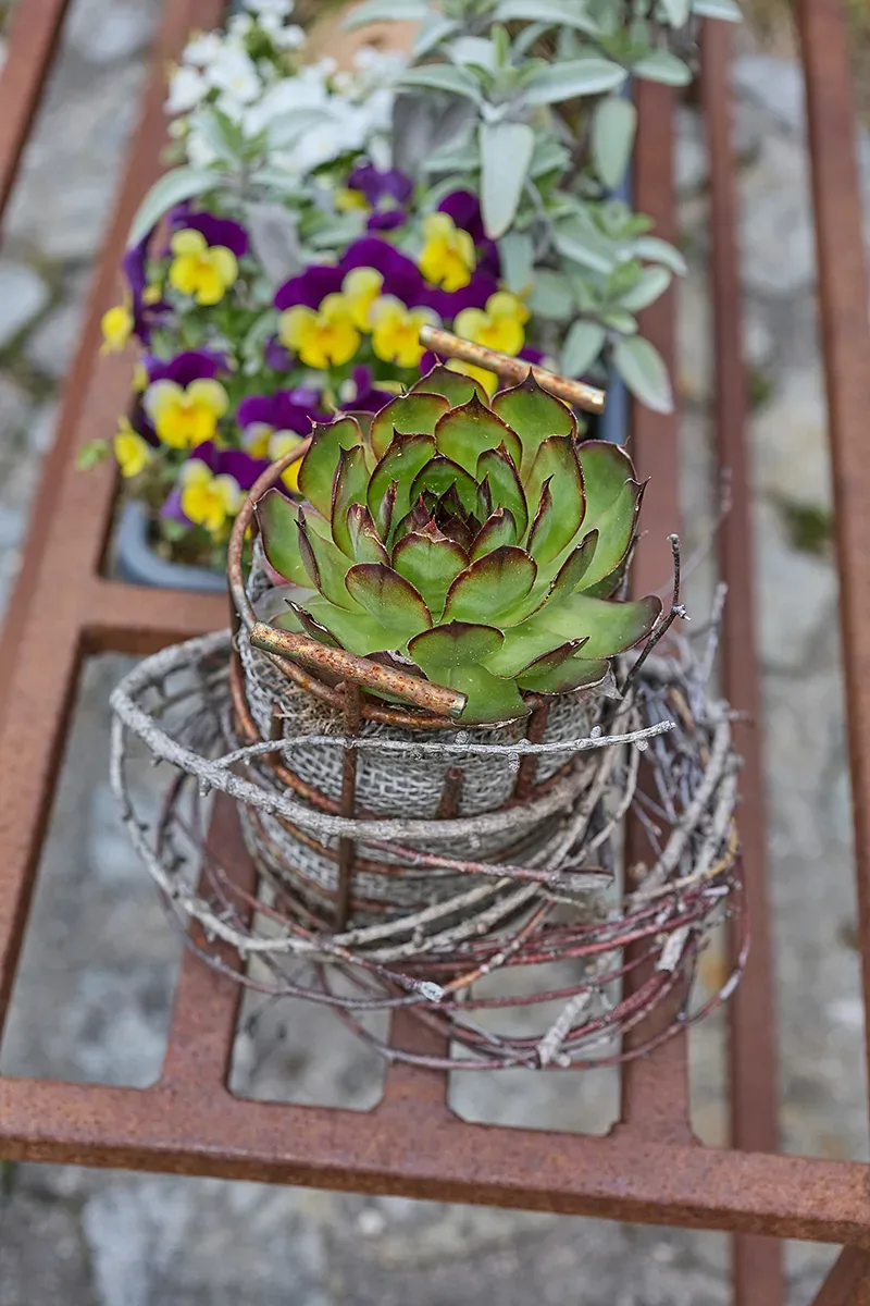 Sukkulente in Drahtkorb, rustikale Deko auf Metallregal, violette Blumen im Hintergrund.